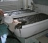 Грязелечение, отдых все включено №13