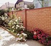 Арарат Адлер цены