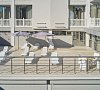 Отель Демфил Лазаревское - официальный сайт
