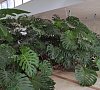 Пансионат «Псоу» Гагра, Абхазия #28
